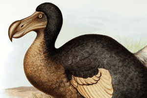 dodo bird
