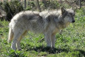 wolf hybrid