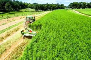 Illinois industrial hemp