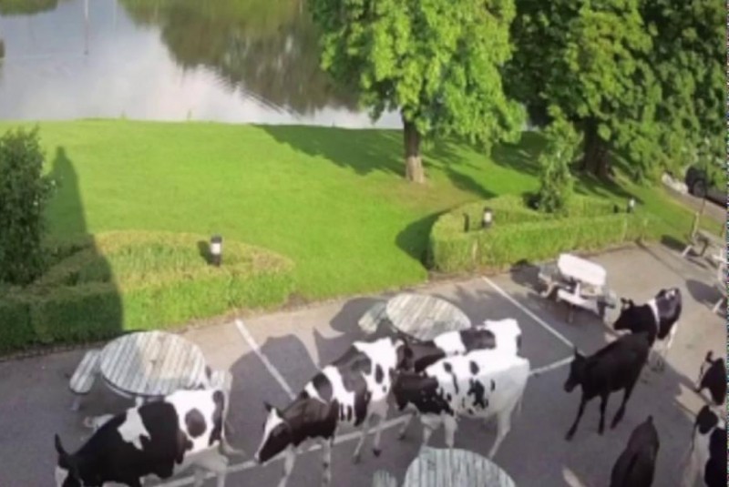 England cows restaurant hotel beer garden