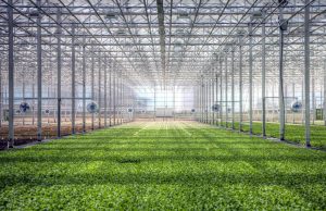 BrightFarms Rochelle salmonella