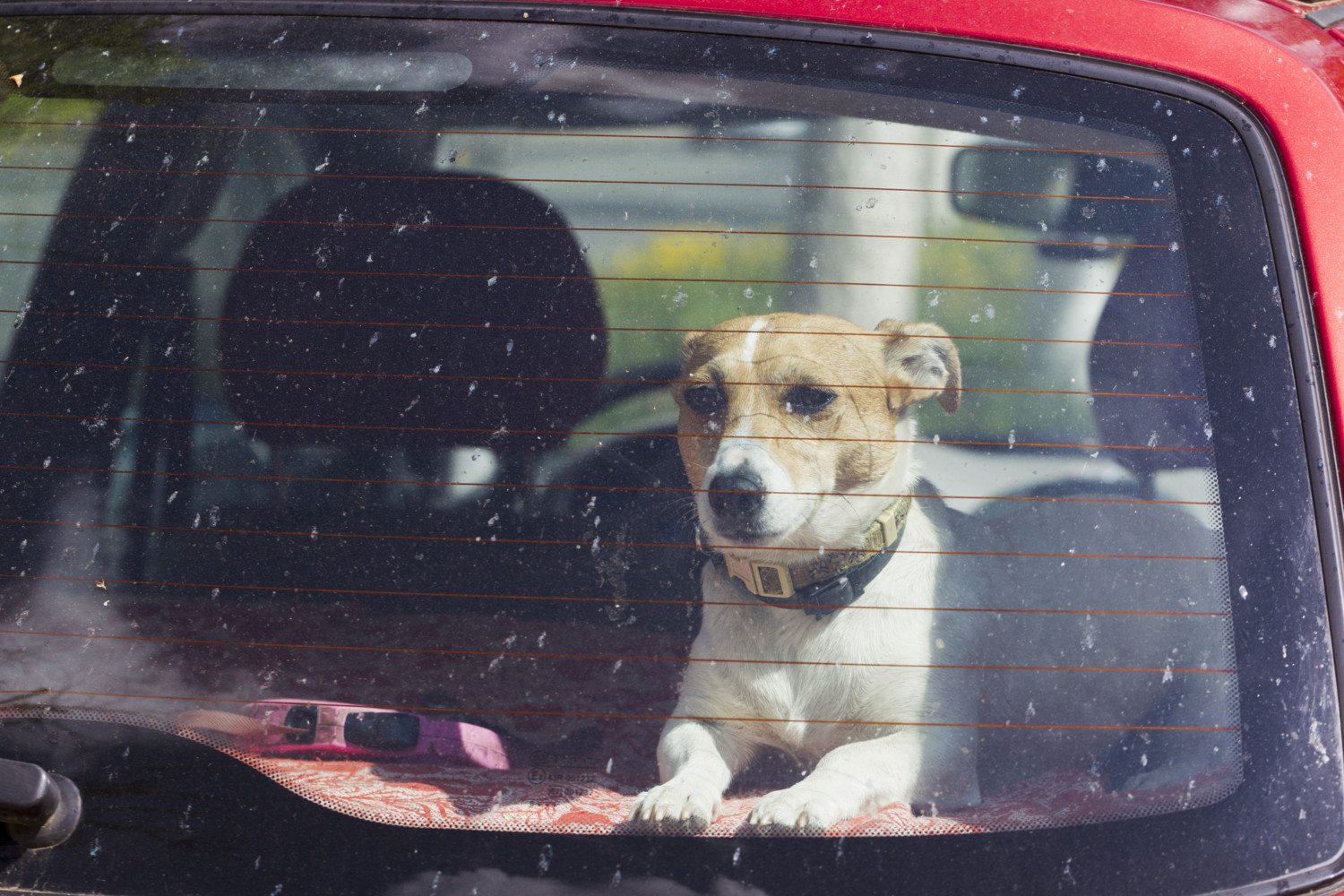 dog in car hot weather heat stroke
