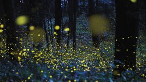 fireflies