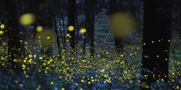 fireflies