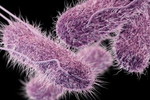 salmonella