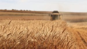grain