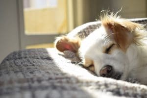 dog home