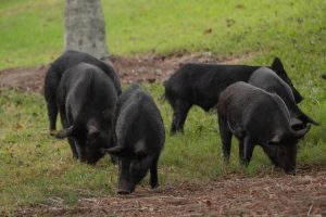 Spot Market Hog Pandemic Program payments