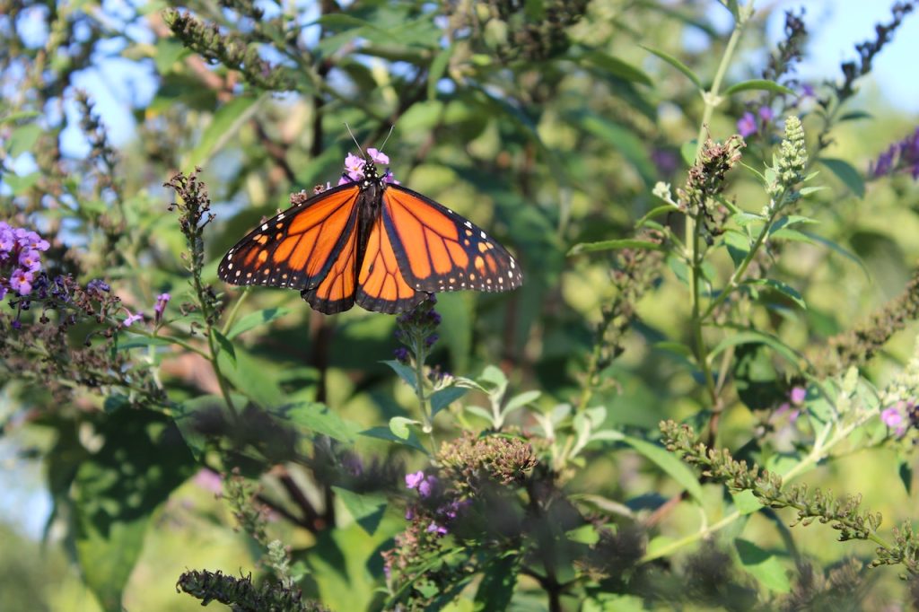 monarch butterflies