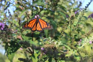 monarch butterflies