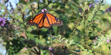 monarch butterflies