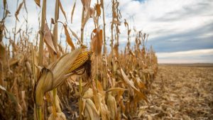 corn seed