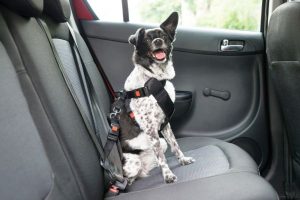 5 Safety Tips All Dog Owners Should Know