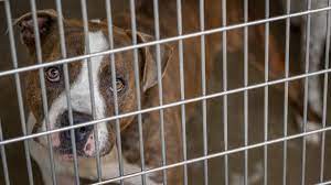 Montgomery County animal control dog cat