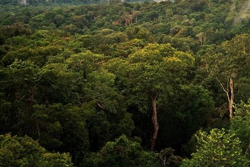 14 dead after plane crashes in Amazon