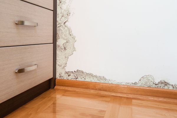 How To Control the Growth of Mold in Your Home