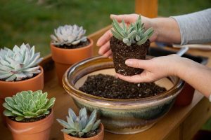 Surviving Harsh Conditions: Creating Resilient Farms
