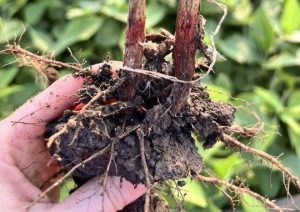 red crown rot