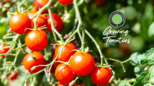 tomatoes