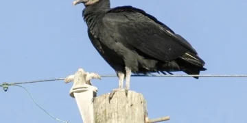 black vulture