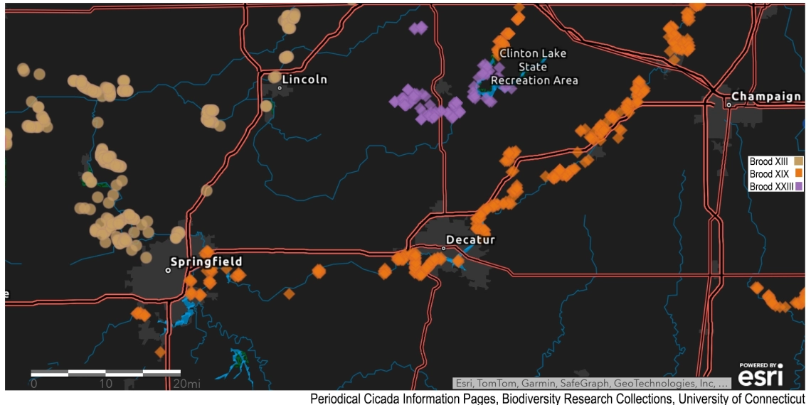 Will the 2024 cicada invasion affect me? 37 cicada cicadas