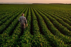 A lone male farmer wearing a gray plaid shirt walks down a row in a soybean field to examine his crop at sunset.