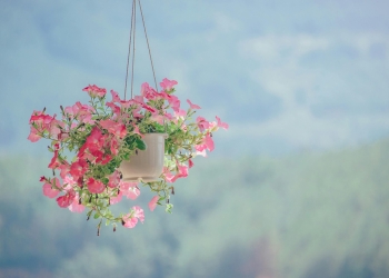 flowers outdoors backyard