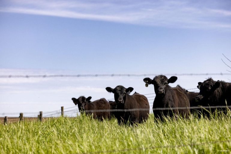 livestock