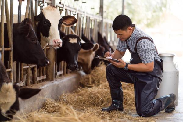 A dairy farmer kneels in a barn near a row of cows in stanchions as he records their health information on a clipboard. herd