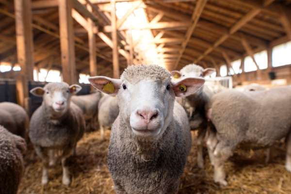 A herd of sheep in an enclosed shelter gathered around one another. They're happy and healthy, standing on hay.