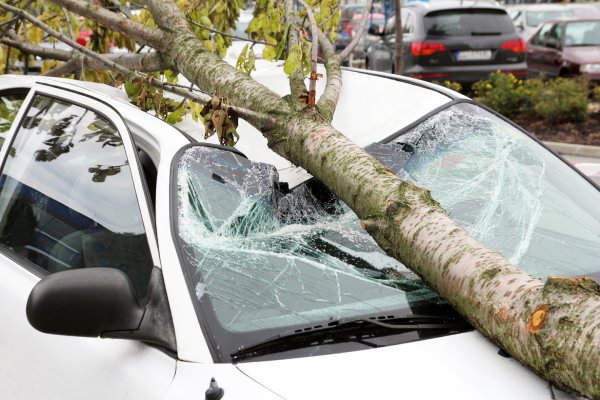 A car's front window and top panel are buckled in under the weight of a giant tree branch that fell on it.