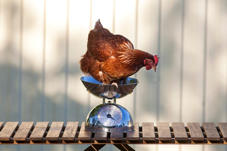 A brown chicken sitting calmly on the edge of a stainless steel scale placed on a wooden table outdoors.
