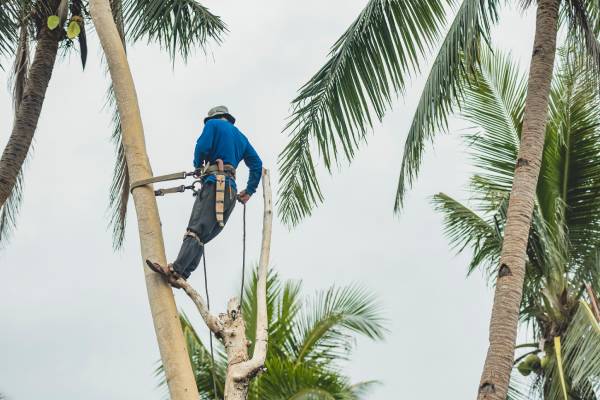 A professional arborist wearing rigging gear as he leans on a tree. He's been hoisted to the top to trim the tree.