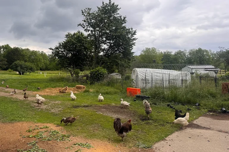 Illinois chicken law chickens