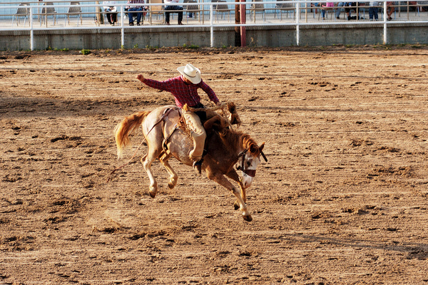 A cowboy in a rodeo arena. He's riding an airborne bronco with white and copper-colored hair, and he's pumping an arm in the air.
