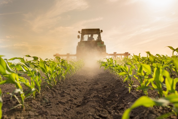 A farming machine is moving between rows of crops and spraying a mist over them. The crops in the foreground are green.