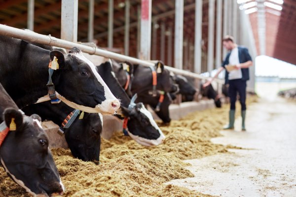 A farmer is feeding a herd of cows. The cows are lined up behind metal gates inside of a massive building.