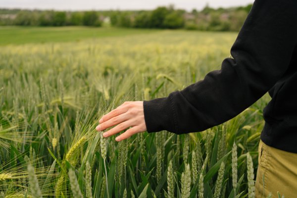 Someone brushing their hand over some wheat stalks. They are standing in the middle of a vast wheat field.