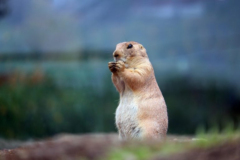 wild animals as pets