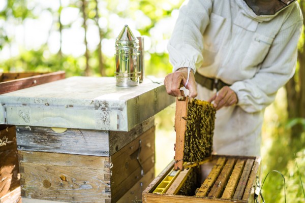 A person in a beekeeping suit pulling a frame crawling with honey bees out of a hive during the daytime.