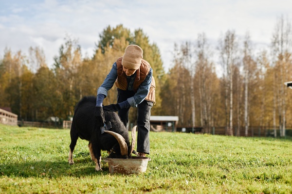 A woman brushing a black goat as it eats from a round trough in a grassy field with trees in the background.