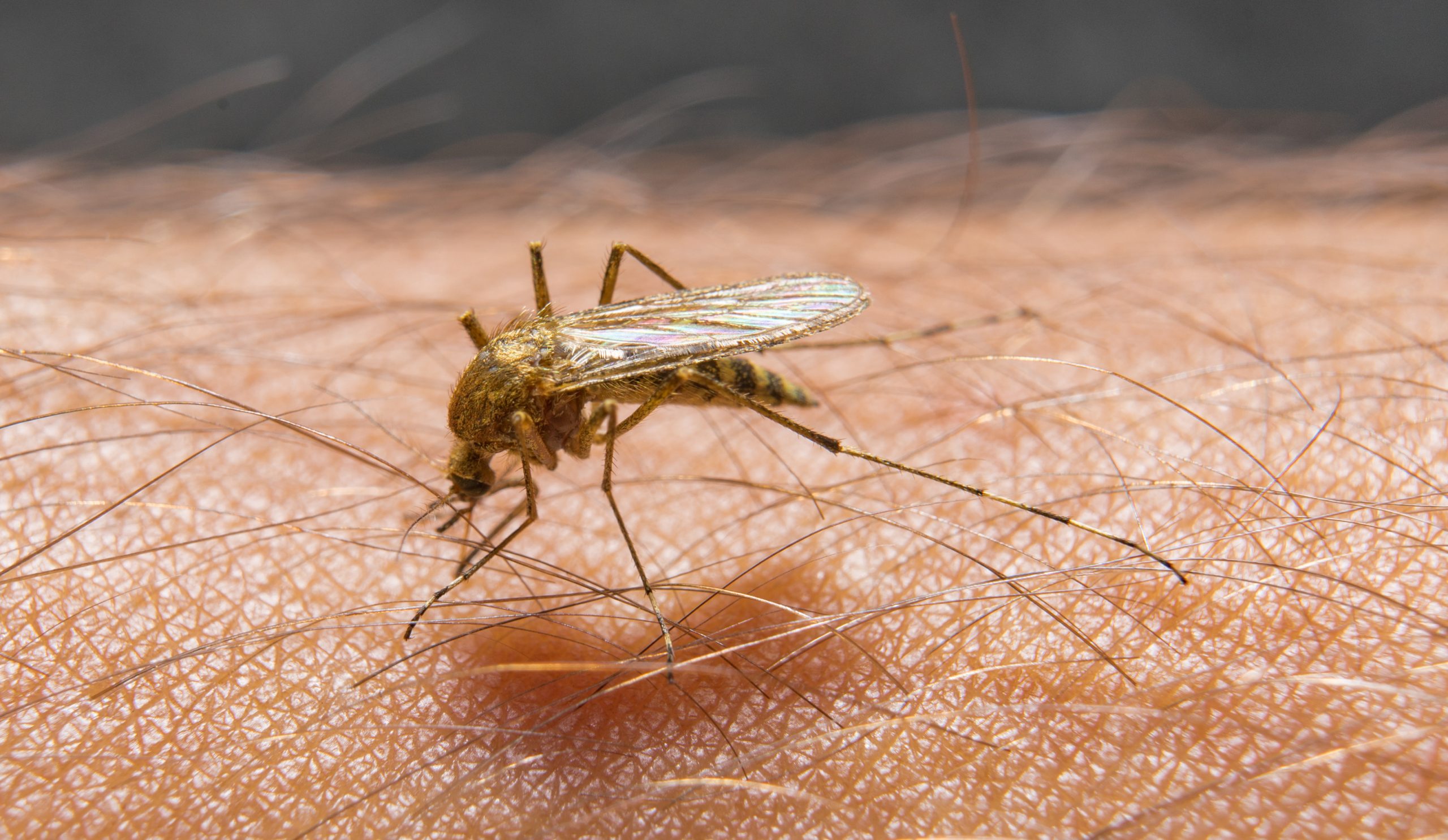 West Nile virus