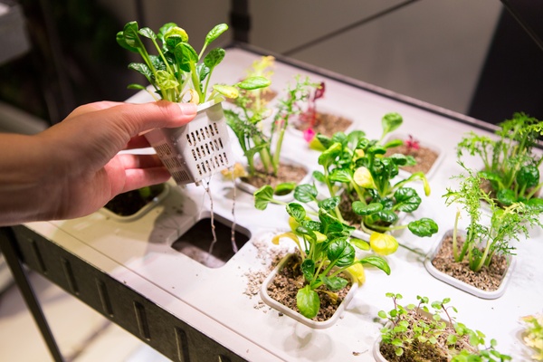 A hand lifting a leafy green seedling from a hydroponic garden tray surrounded by growing vegetables indoors.