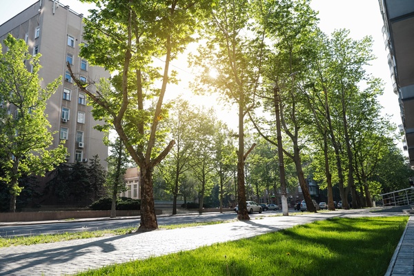 A city area with tall trees around the sidewalks and roads. The trees are young and old and the sun shines on them.
