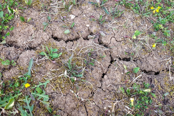Dry, cracked soil is visible across a patch of ground with scattered grass, weeds, and small yellow flowers.