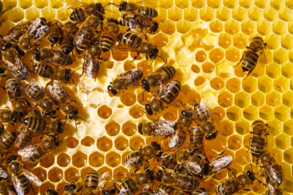 Honeybees moving across a bright yellow honeycomb with open hexagonal cells and glossy wings visible.