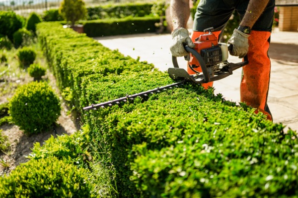 A worker in orange pants uses a hedge trimmer on bright green shrubs in a sunny garden, sending leaves flying.