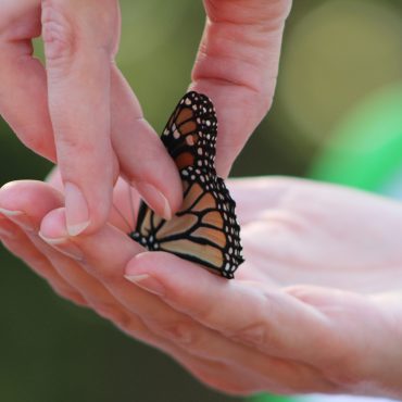 Monarch Madness
