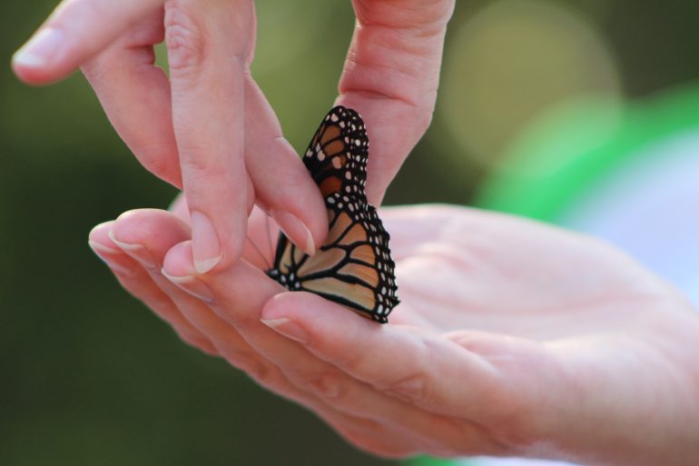 Monarch Madness